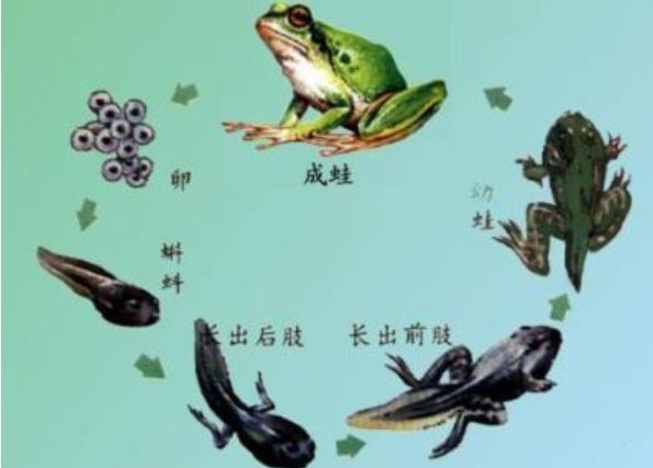蝌蚪音乐网仙儿，音乐与网络的奇妙交融
